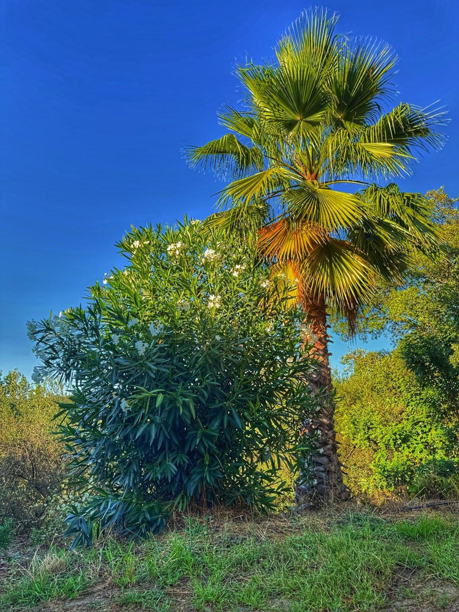 Finca Charco La Olla Jabugo Εξωτερικό φωτογραφία